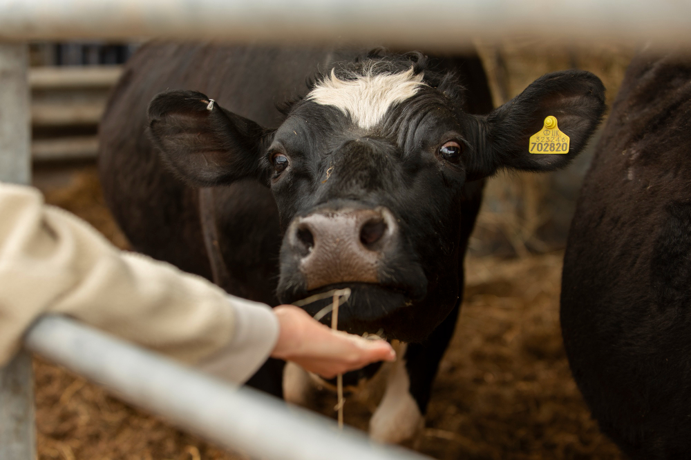 Rastreabilidade bovina: o cronograma do PNIB até 2032 e como se preparar desde já